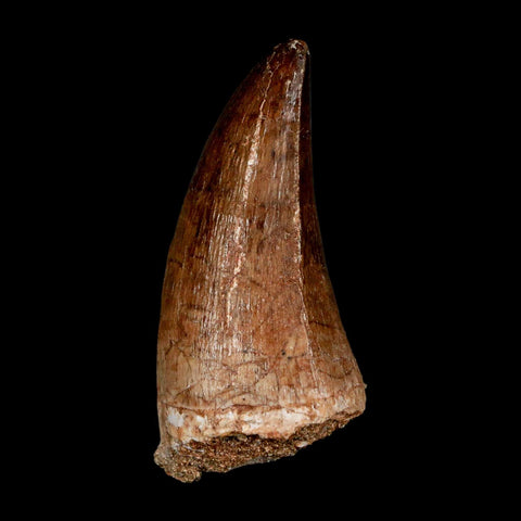 XL 2.2" Mosasaur Prognathodon Fossil Tooth Cretaceous Dinosaur Era COA & Stand