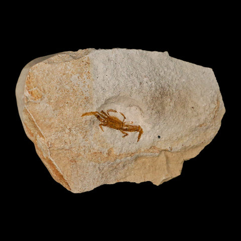 0.9" Fossil Crab Pinnixa Galliheri Pea Crab Monterey Cty San Luis Obispo Miocene Epoch - Fossil Age Minerals