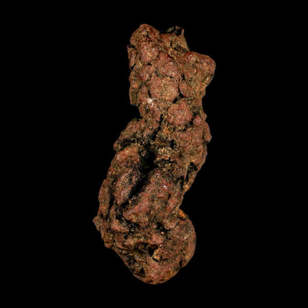 3.1" Prehistoric Coprolite Fossil Specimen Poop Dung Miocene Madagascar