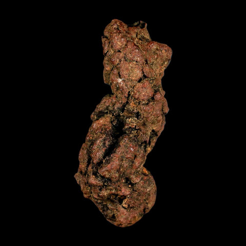 3.1" Prehistoric Coprolite Fossil Specimen Poop Dung Miocene Madagascar