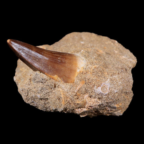 1.7" Tylosaurus Mosasaur Fossil Tooth In Matrix Cretaceous Dinosaur Era COA - Fossil Age Minerals