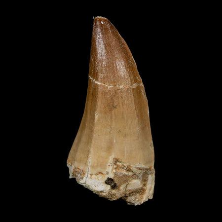 XL 2.3" Mosasaur Prognathodon Fossil Tooth Cretaceous Dinosaur Era COA, Stand