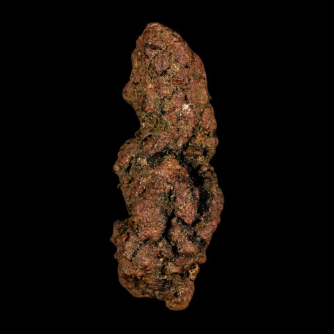 3.1" Prehistoric Coprolite Fossil Specimen Poop Dung Miocene Madagascar