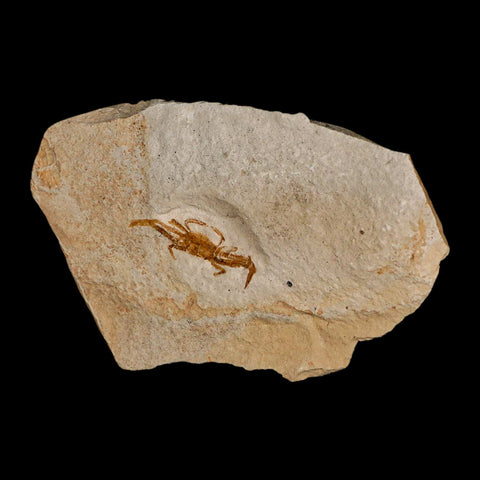 0.9" Fossil Crab Pinnixa Galliheri Pea Crab Monterey Cty San Luis Obispo Miocene Epoch - Fossil Age Minerals