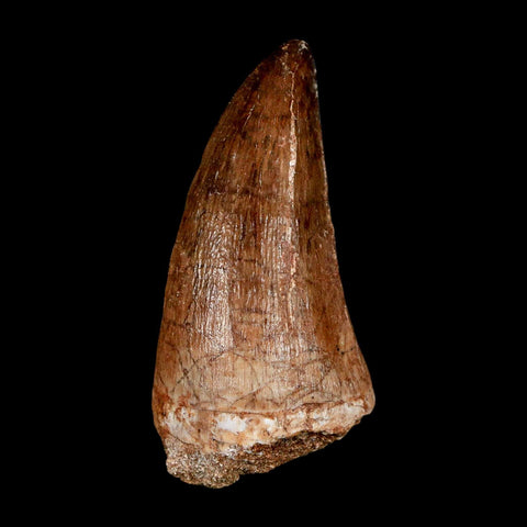 XL 2.2" Mosasaur Prognathodon Fossil Tooth Cretaceous Dinosaur Era COA & Stand