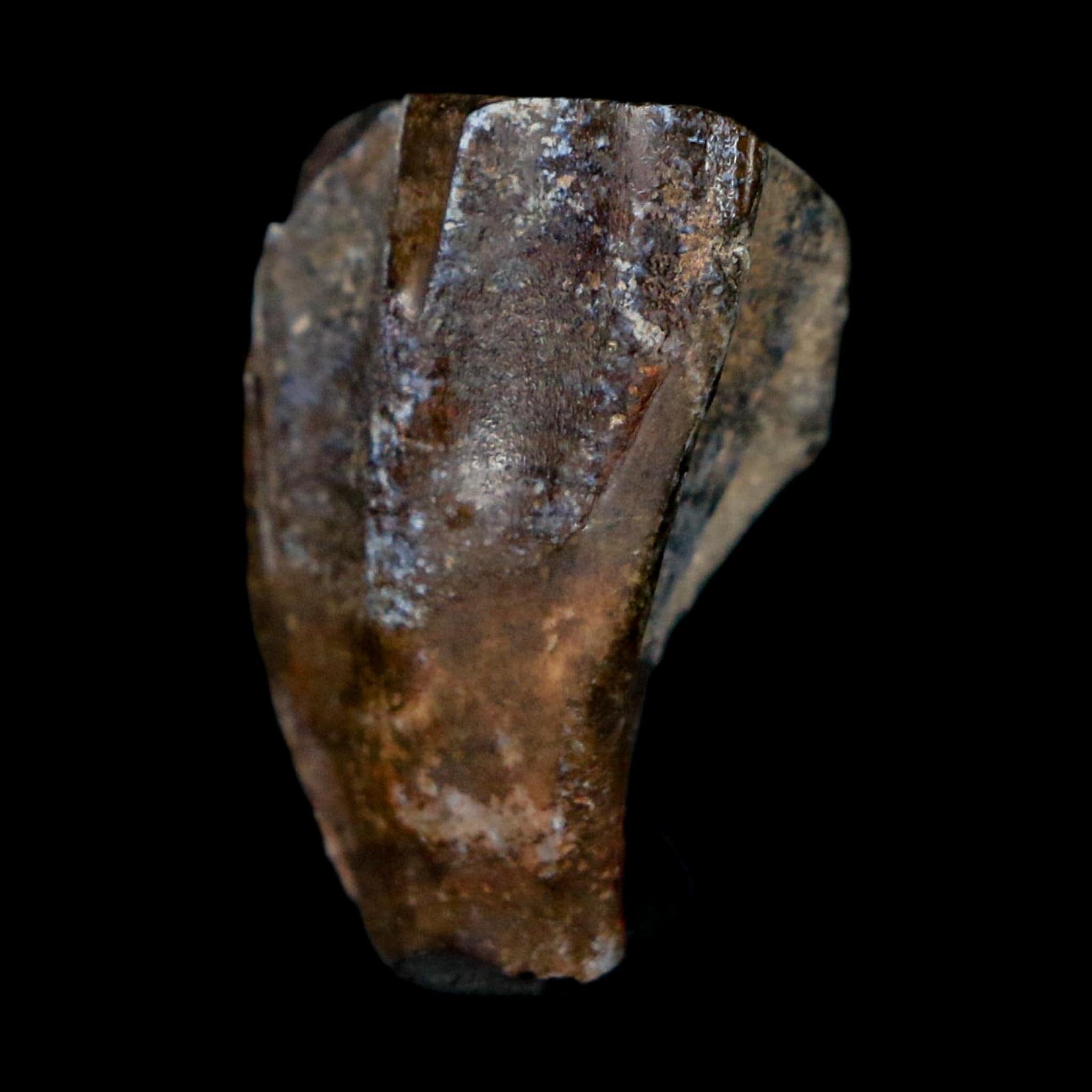 0.9" Ouranosaurus Fossil Tooth Cretaceous Age Iguanodontid Dinosaur Niger