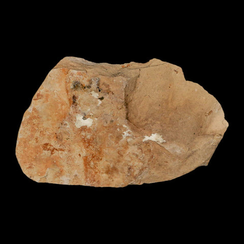 0.9" Fossil Crab Pinnixa Galliheri Pea Crab Monterey Cty San Luis Obispo Miocene Epoch - Fossil Age Minerals