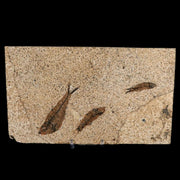 3" Three Diplomystus And Knightia Fossil Fish Green River FM WY Eocene Age COA