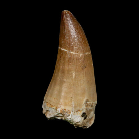 XL 2.3" Mosasaur Prognathodon Fossil Tooth Cretaceous Dinosaur Era COA, Stand