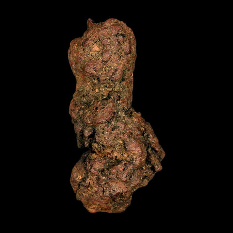 3.1" Prehistoric Coprolite Fossil Specimen Poop Dung Miocene Madagascar