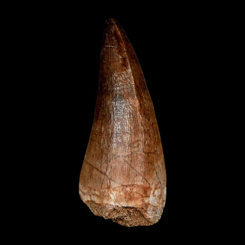 XL 2.2" Mosasaur Prognathodon Fossil Tooth Cretaceous Dinosaur Era COA & Stand