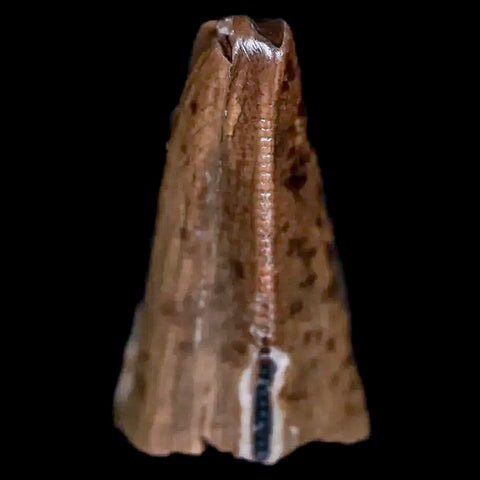 0.6" Nanotyrannus Tyrannosaurus Fossil Premax Tooth Dinosaur Hell Creek MT COA - Fossil Age Minerals
