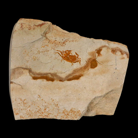 0.8" Fossil Crab Pinnixa Galliheri Pea Crab Monterey Cty San Luis Obispo Miocene Epoch - Fossil Age Minerals
