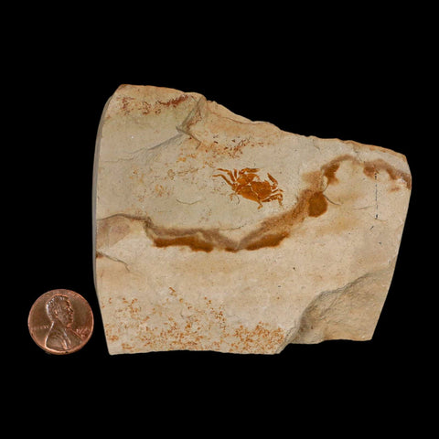 0.8" Fossil Crab Pinnixa Galliheri Pea Crab Monterey Cty San Luis Obispo Miocene Epoch - Fossil Age Minerals