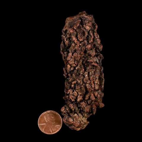 3.7" Prehistoric Coprolite Fossil Specimen Poop Dung Miocene Madagascar