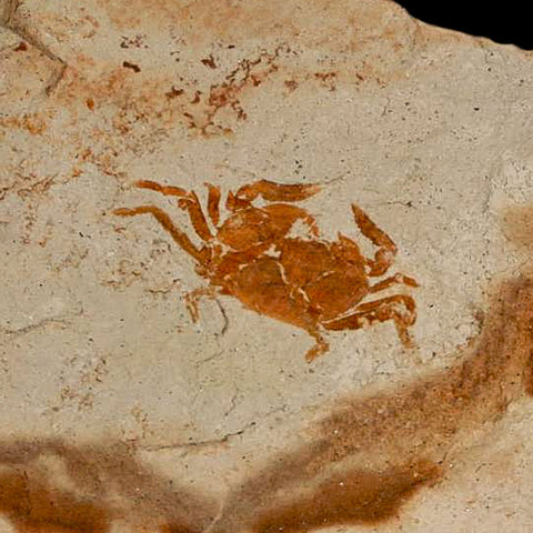 0.8" Fossil Crab Pinnixa Galliheri Pea Crab Monterey Cty San Luis Obispo Miocene Epoch - Fossil Age Minerals