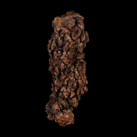 3.7" Prehistoric Coprolite Fossil Specimen Poop Dung Miocene Madagascar