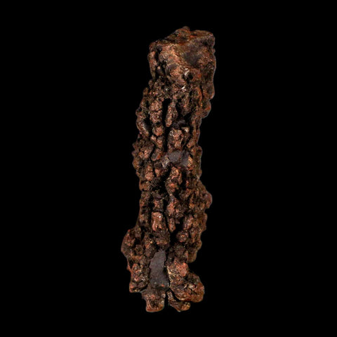 3.7" Prehistoric Coprolite Fossil Specimen Poop Dung Miocene Madagascar