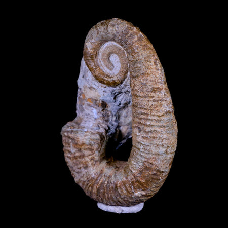 3.3" Heteromorph Rarest Of Fossil Ammonites Barremain Age Morocco Ancyloceras