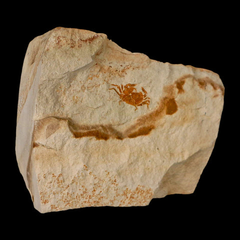 0.8" Fossil Crab Pinnixa Galliheri Pea Crab Monterey Cty San Luis Obispo Miocene Epoch - Fossil Age Minerals
