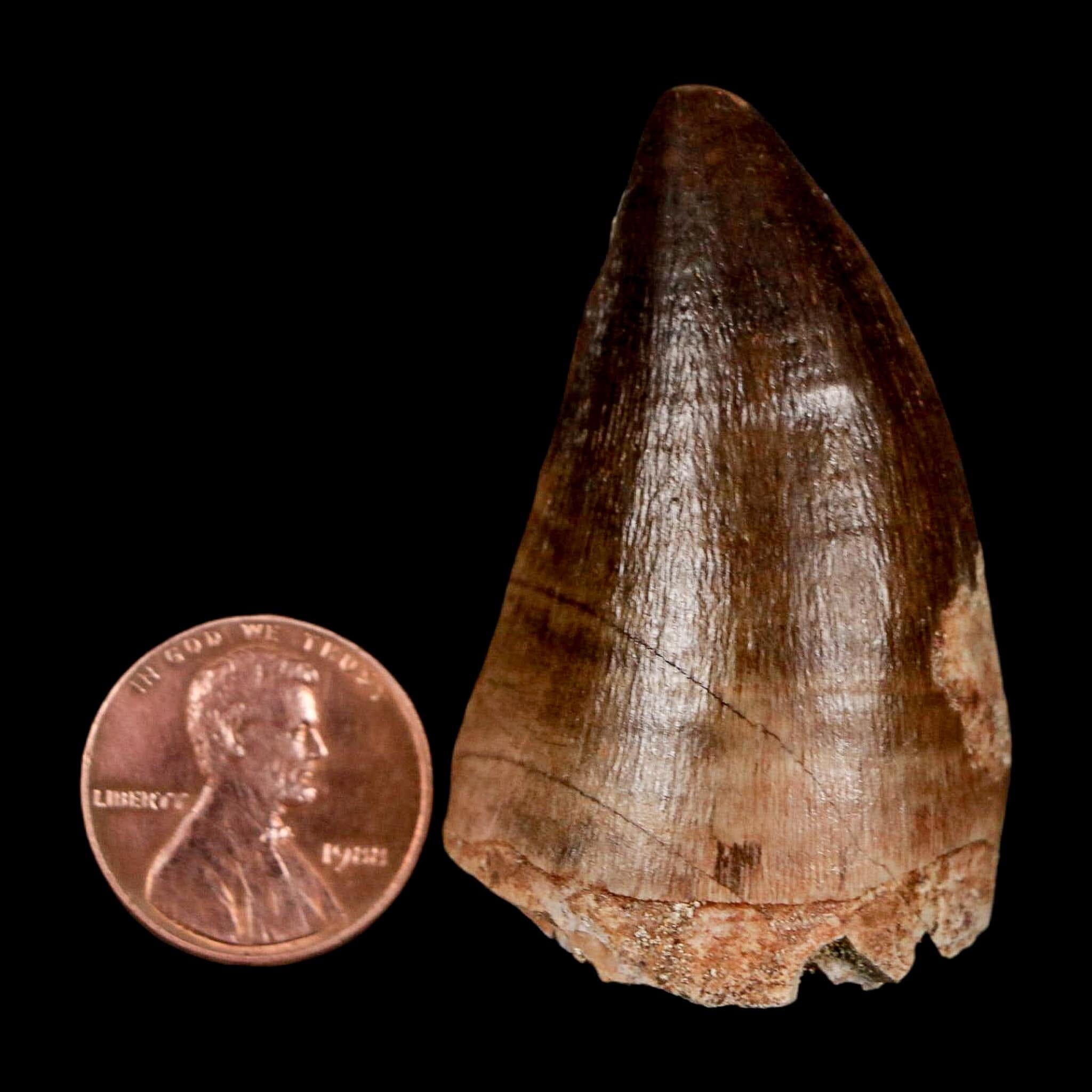 1.9" Mosasaur Prognathodon Fossil Tooth Cretaceous Dinosaur Era COA & Stand - Fossil Age Minerals