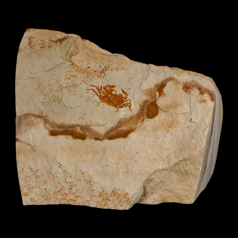0.8" Fossil Crab Pinnixa Galliheri Pea Crab Monterey Cty San Luis Obispo Miocene Epoch - Fossil Age Minerals