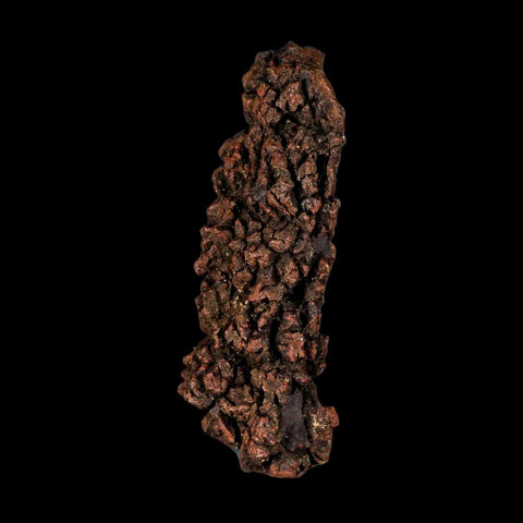 3.7" Prehistoric Coprolite Fossil Specimen Poop Dung Miocene Madagascar