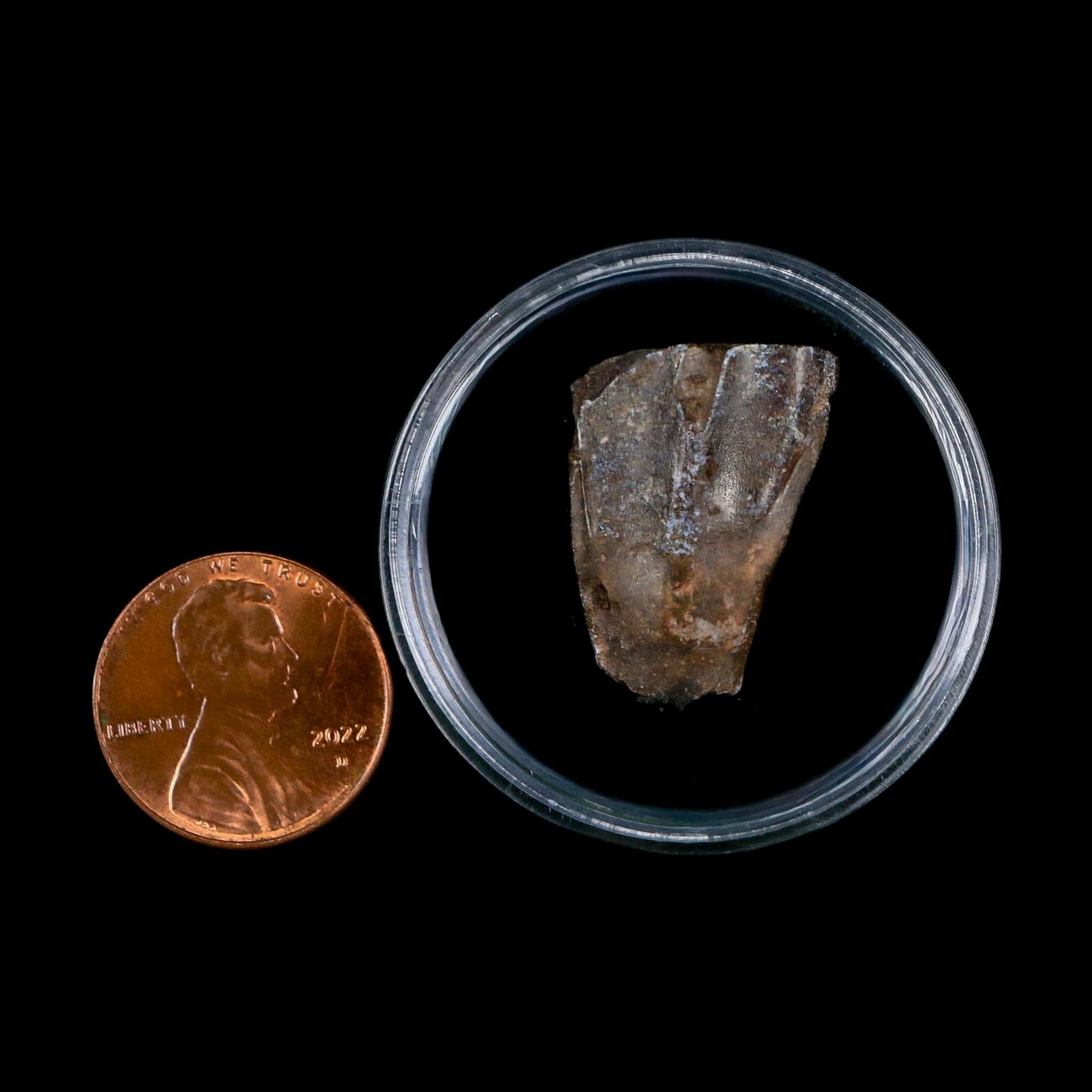 0.9" Ouranosaurus Fossil Tooth Cretaceous Age Iguanodontid Dinosaur Niger