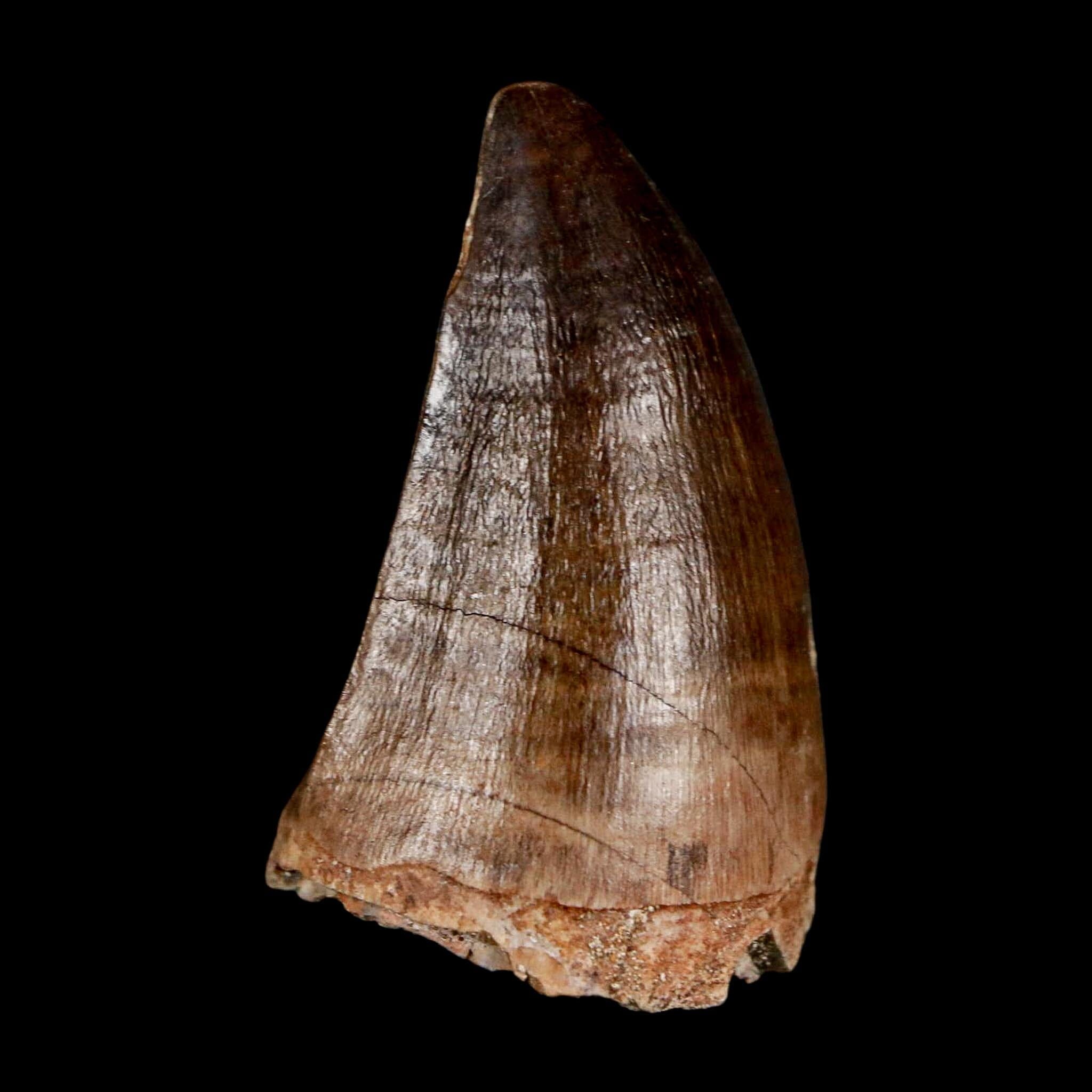 1.9" Mosasaur Prognathodon Fossil Tooth Cretaceous Dinosaur Era COA & Stand - Fossil Age Minerals
