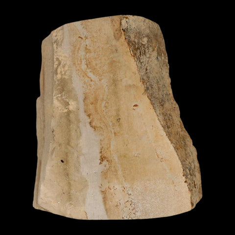 0.8" Fossil Crab Pinnixa Galliheri Pea Crab Monterey Cty San Luis Obispo Miocene Epoch - Fossil Age Minerals