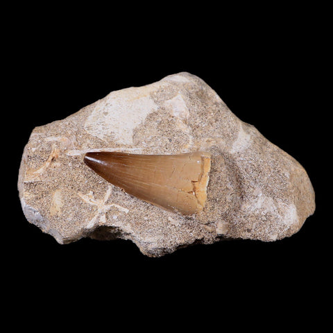 1.5" Mosasaur Prognathodon Fossil Tooth In Matrix Cretaceous Dinosaur Era COA - Fossil Age Minerals
