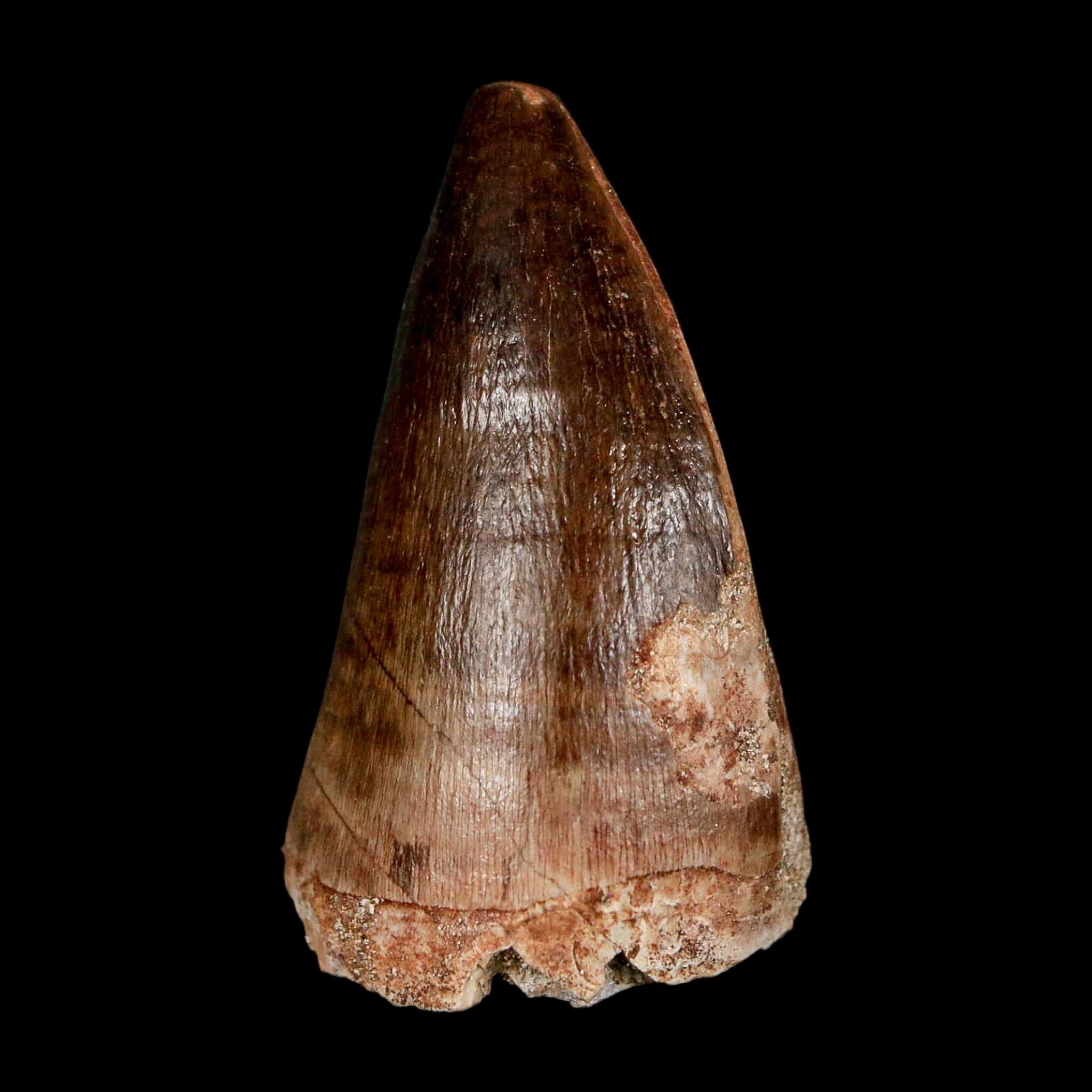 1.9" Mosasaur Prognathodon Fossil Tooth Cretaceous Dinosaur Era COA & Stand - Fossil Age Minerals