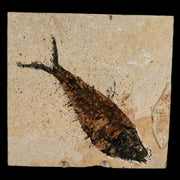 XL 6.2" Diplomystus Dentatus Fossil Fish Green River FM WY Eocene Age COA, Stand
