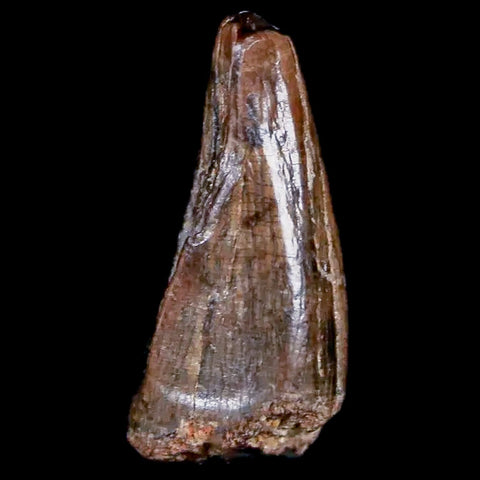 0.5" Tyrannosaur Fossil Premax Tooth Cretaceous Dinosaur Judith River FM MT COA - Fossil Age Minerals