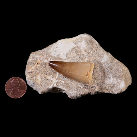 1.5" Mosasaur Prognathodon Fossil Tooth In Matrix Cretaceous Dinosaur Era COA - Fossil Age Minerals