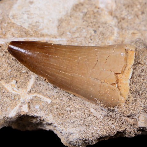 1.5" Mosasaur Prognathodon Fossil Tooth In Matrix Cretaceous Dinosaur Era COA - Fossil Age Minerals