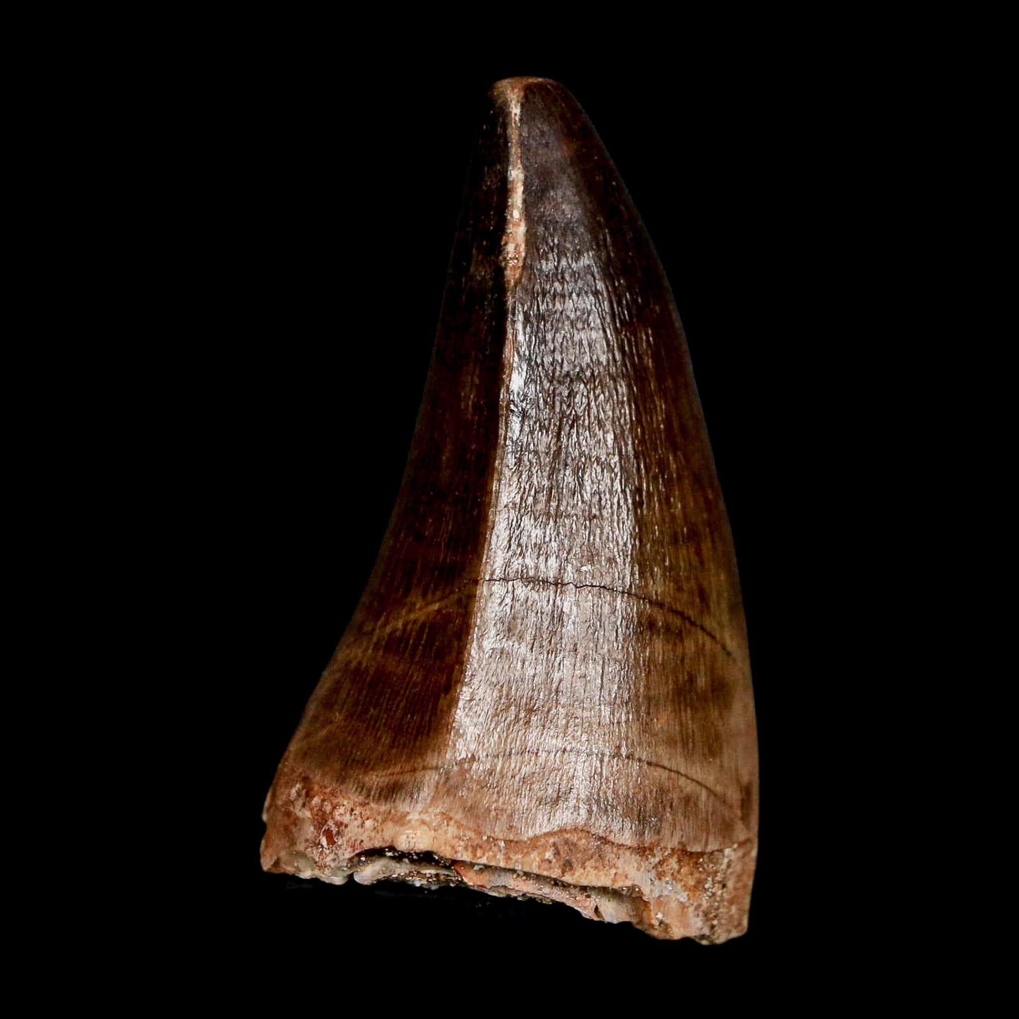 1.9" Mosasaur Prognathodon Fossil Tooth Cretaceous Dinosaur Era COA & Stand - Fossil Age Minerals