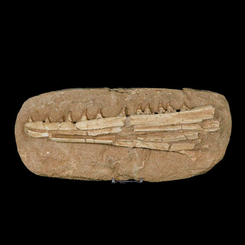 12.2" Mosasaur Platecarpus Fossil Jaw Teeth Cretaceous Dinosaur Era COA Stand - Fossil Age Minerals