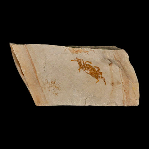 1.4" Fossil Crab Pinnixa Galliheri Pea Crab Monterey Cty San Luis Obispo Miocene Epoch - Fossil Age Minerals