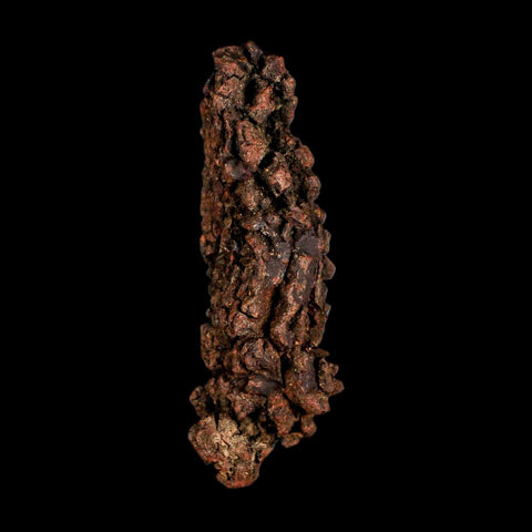3.7" Prehistoric Coprolite Fossil Specimen Poop Dung Miocene Madagascar