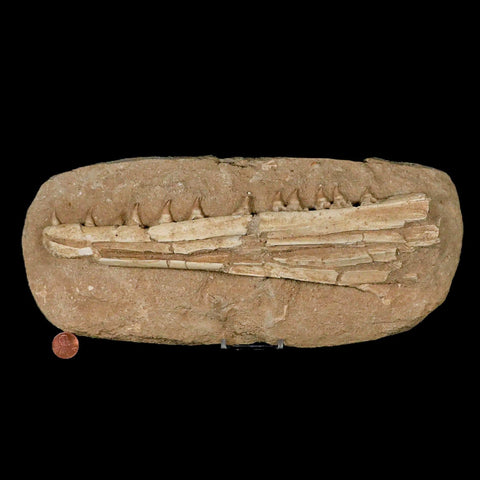 12.2" Mosasaur Platecarpus Fossil Jaw Teeth Cretaceous Dinosaur Era COA Stand - Fossil Age Minerals