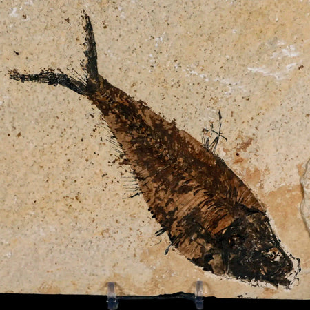 XL 6.2" Diplomystus Dentatus Fossil Fish Green River FM WY Eocene Age COA, Stand