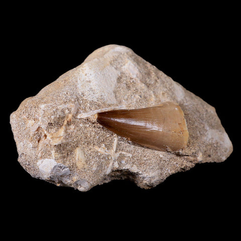 1.5" Mosasaur Prognathodon Fossil Tooth In Matrix Cretaceous Dinosaur Era COA - Fossil Age Minerals