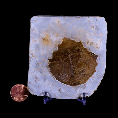 2" Cissus Marginata Fossil Plant Leaf Fort Union FM Paleocene Age Montana Stand - Fossil Age Minerals