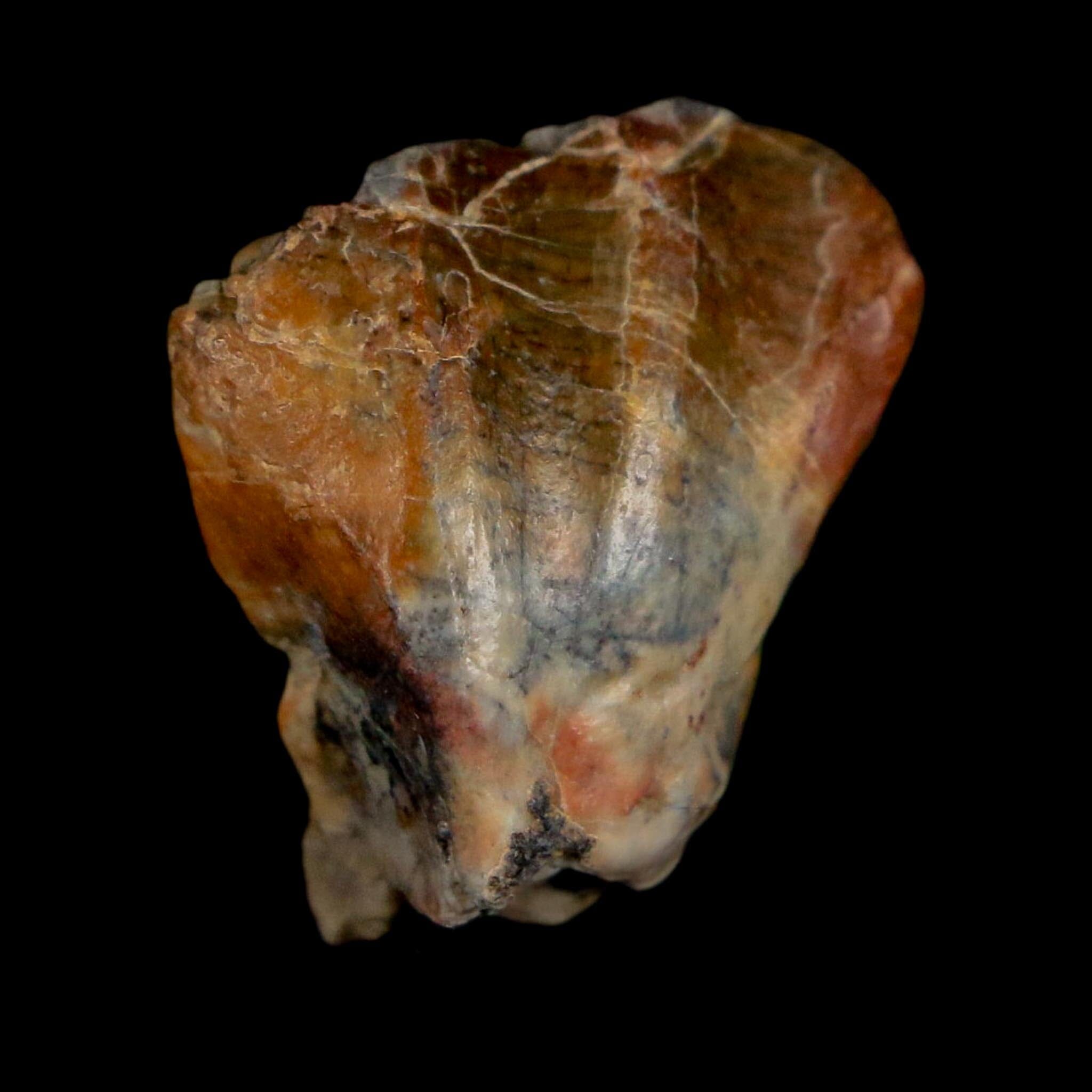 0.8" Ouranosaurus Fossil Tooth Cretaceous Age Iguanodontid Dinosaur Niger