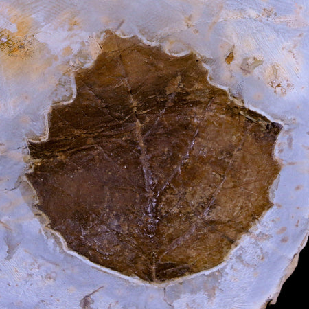 2" Cissus Marginata Fossil Plant Leaf Fort Union FM Paleocene Age Montana Stand
