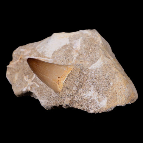 1.5" Mosasaur Prognathodon Fossil Tooth In Matrix Cretaceous Dinosaur Era COA - Fossil Age Minerals