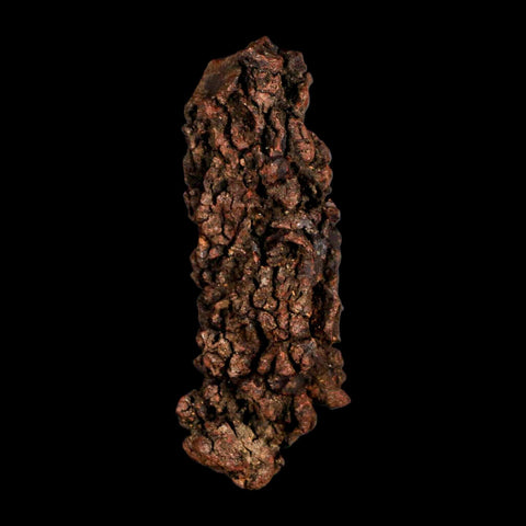 3.7" Prehistoric Coprolite Fossil Specimen Poop Dung Miocene Madagascar