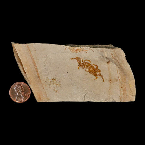 1.4" Fossil Crab Pinnixa Galliheri Pea Crab Monterey Cty San Luis Obispo Miocene Epoch - Fossil Age Minerals