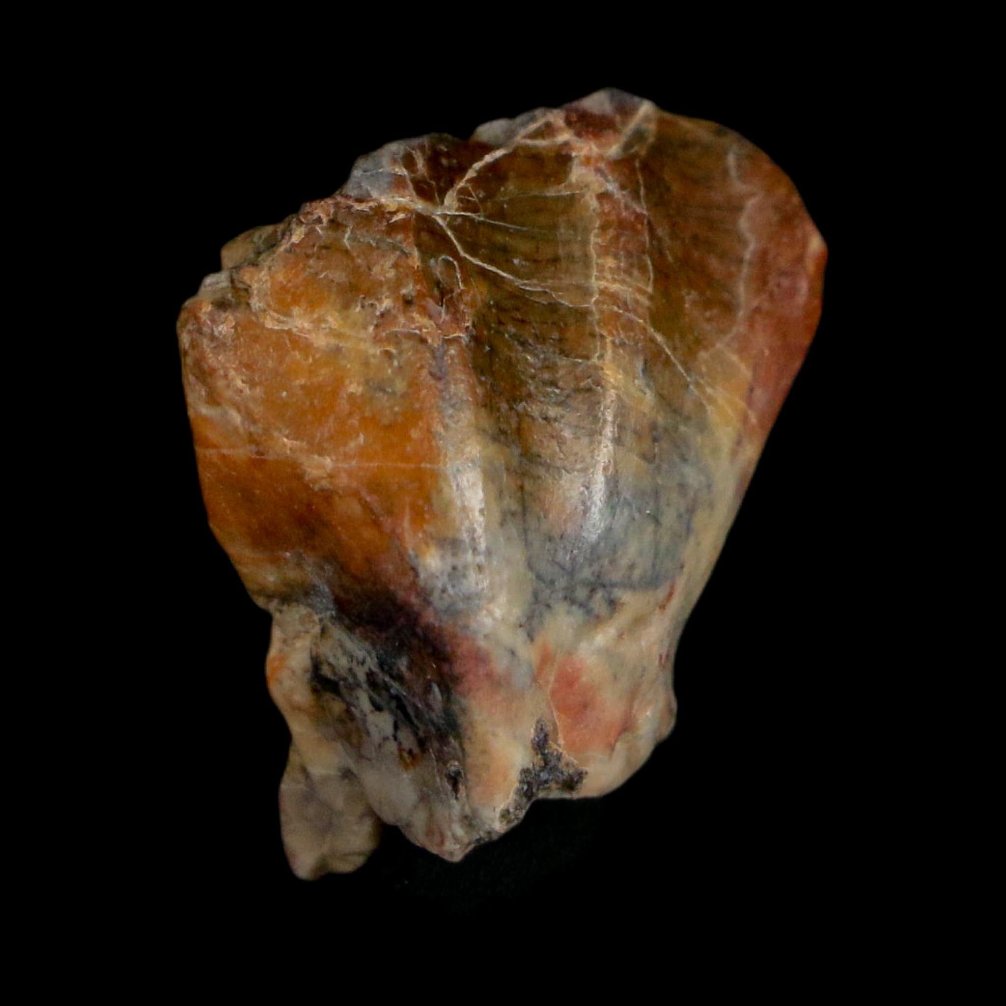 0.8" Ouranosaurus Fossil Tooth Cretaceous Age Iguanodontid Dinosaur Niger